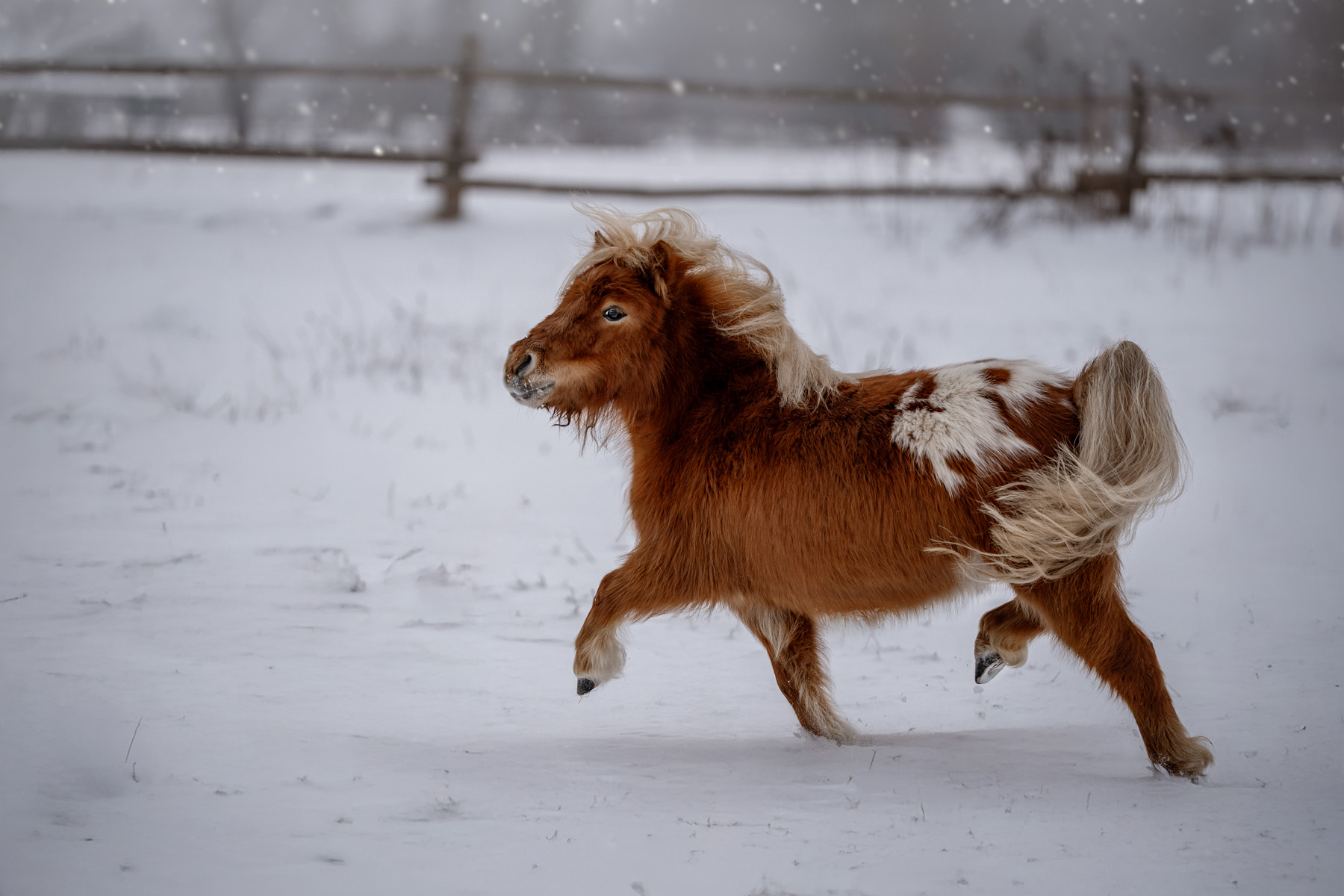 fotografie lüneburger heide tiere porträt