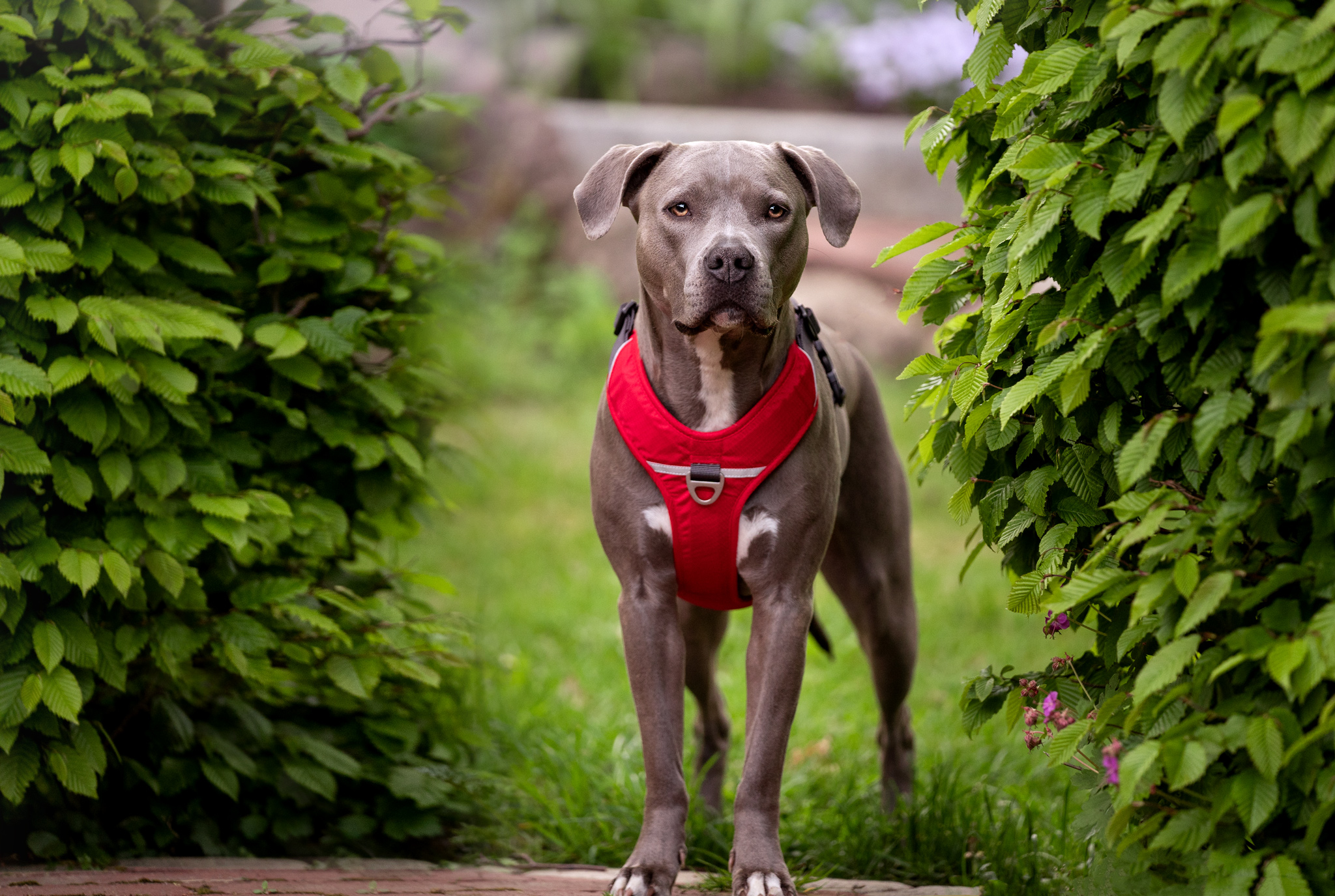 Werbefotografie, Hunde, Tiere, Haustiere, Fotografin, Werbung, Marketing, Content, Produktbilder