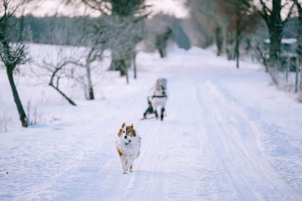 kind hund pferd fotografin