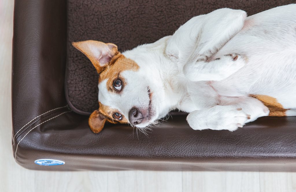Werbefotografie mit Haustieren 