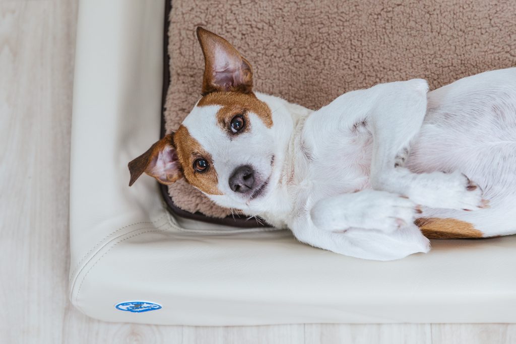 Fotografie mit Tieren 