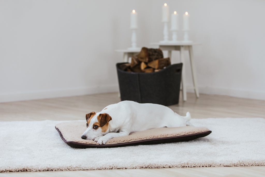 fotografie hunde werbung 