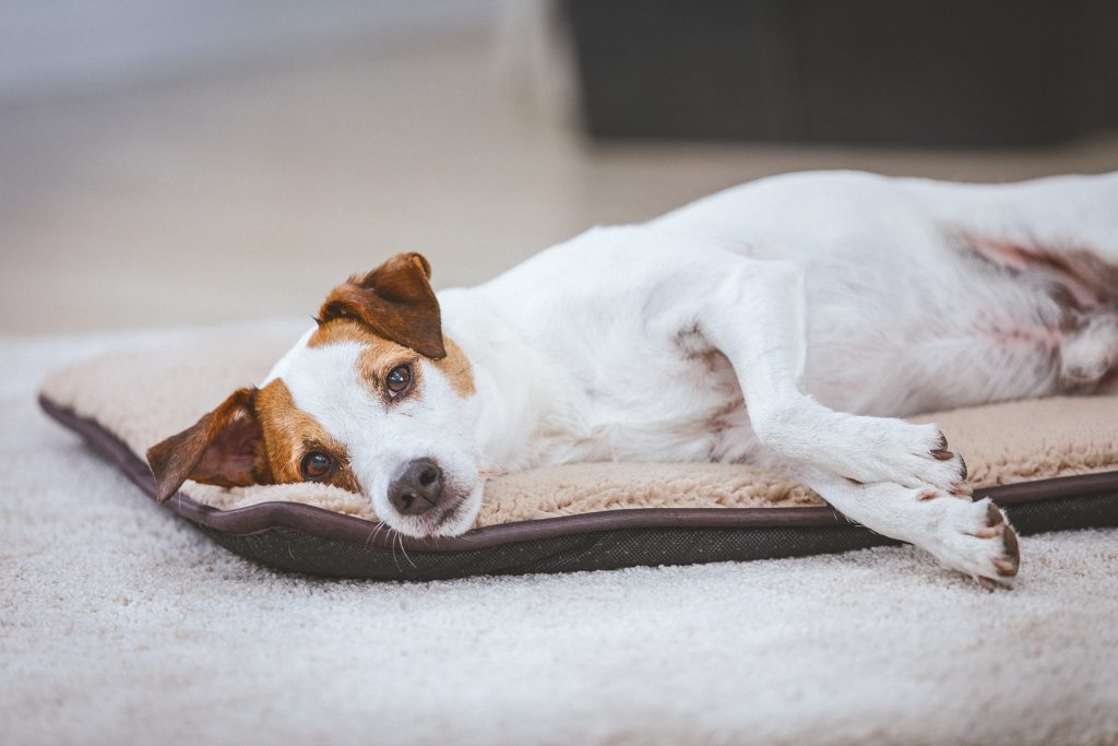 parson russel werbe fotograf
