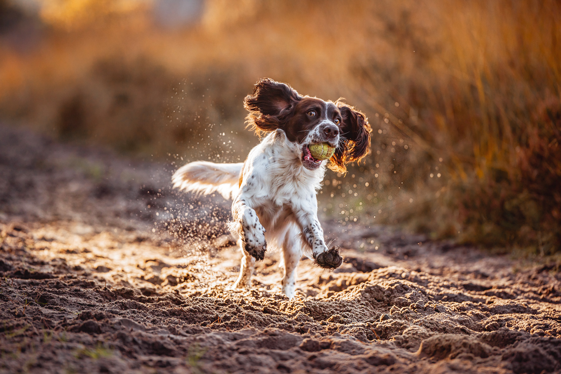 Hundefotografie in Hamburg, Hundefotografie in Hannover