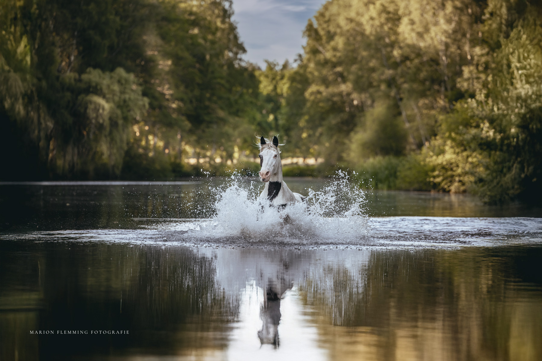 Pferdefotografie, Severloh, Lüneburger Heide, Pferdefotografie in Hamburg, Pferde fotografieren, Reitsport, Action, Porträt, emotionale Pferdefotografie